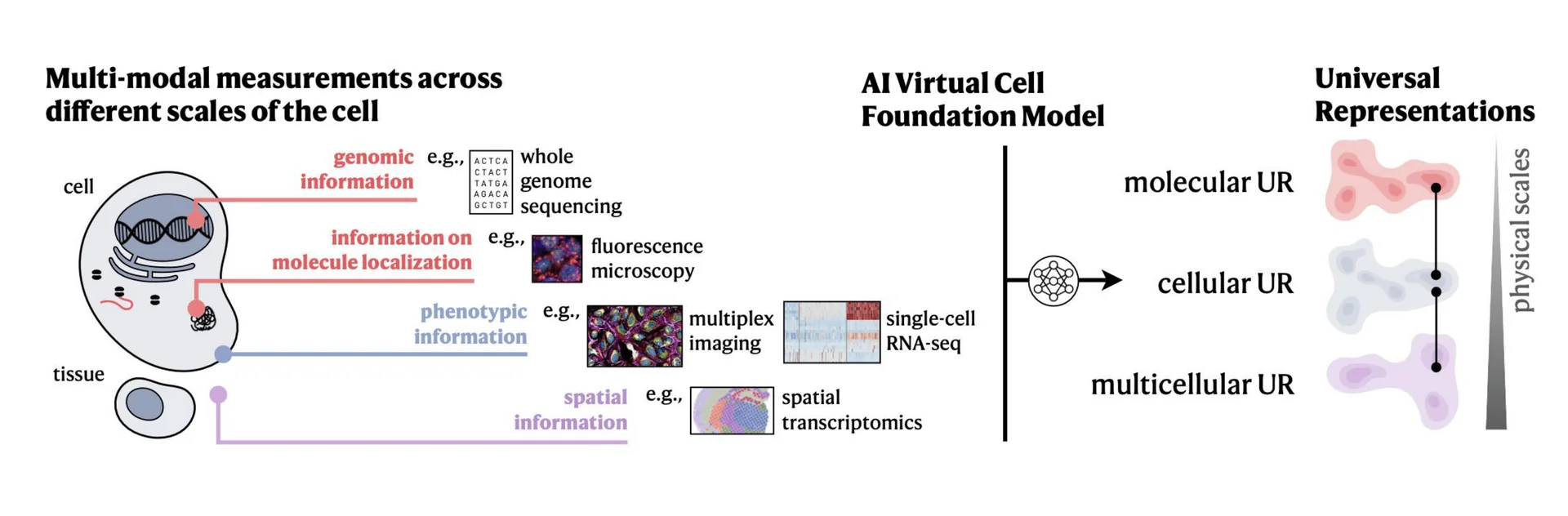 AI Virtual Cell foundational model diagram showing multi-scale cellular representations
